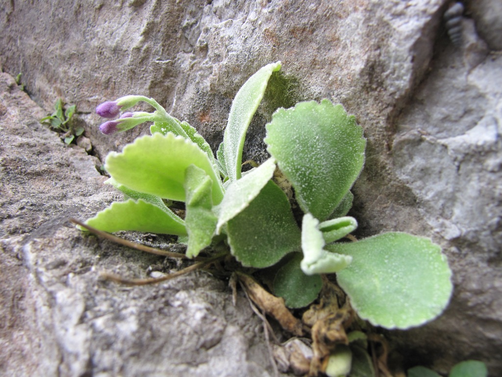 Primula albenensis / Primula del M. Alben